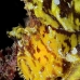 scorpionfish_leaf_sr_beqa_v_0010_fij0016.jpg